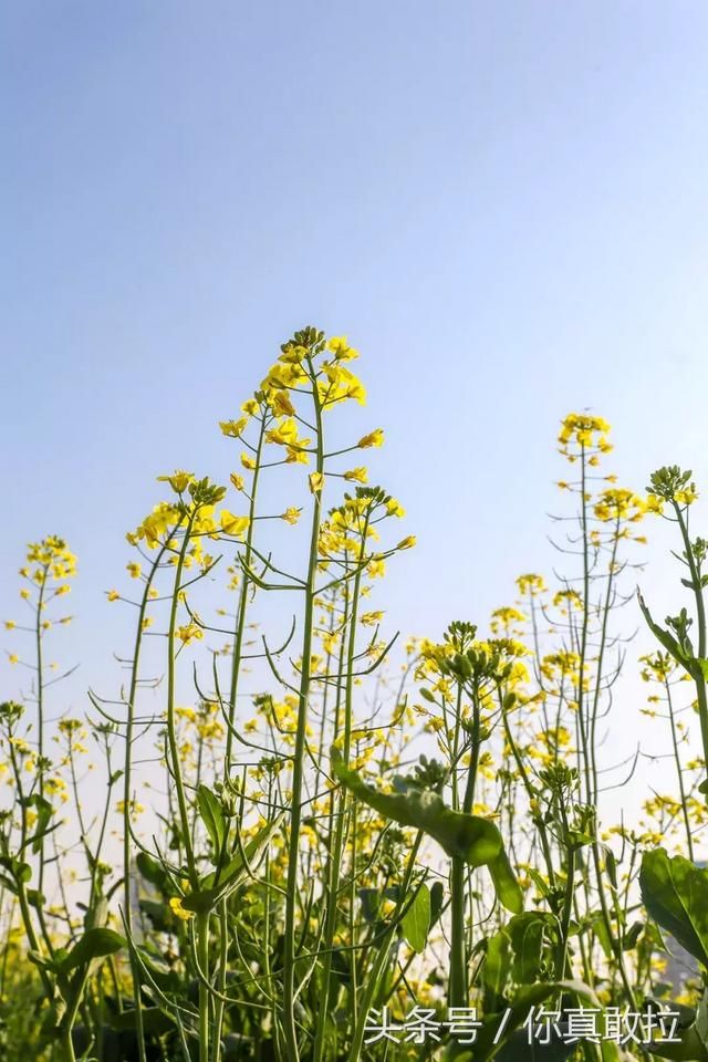 临沂油菜花基地在哪(临沂油菜花基地在哪里)