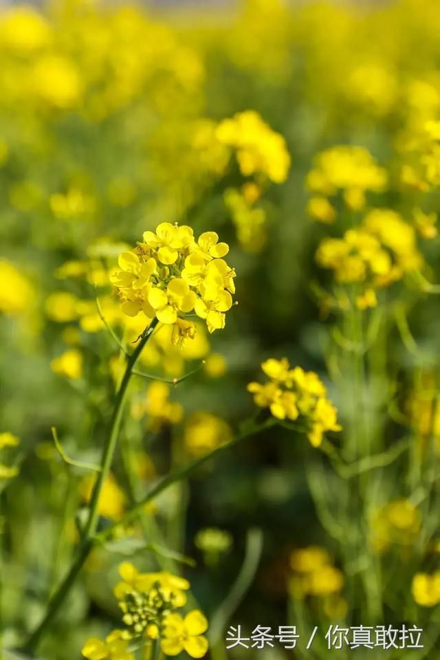 临沂油菜花基地在哪(临沂油菜花基地在哪里)