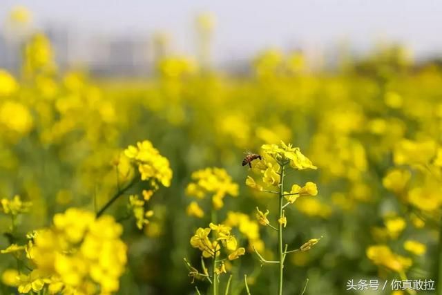 临沂油菜花基地在哪(临沂油菜花基地在哪里)