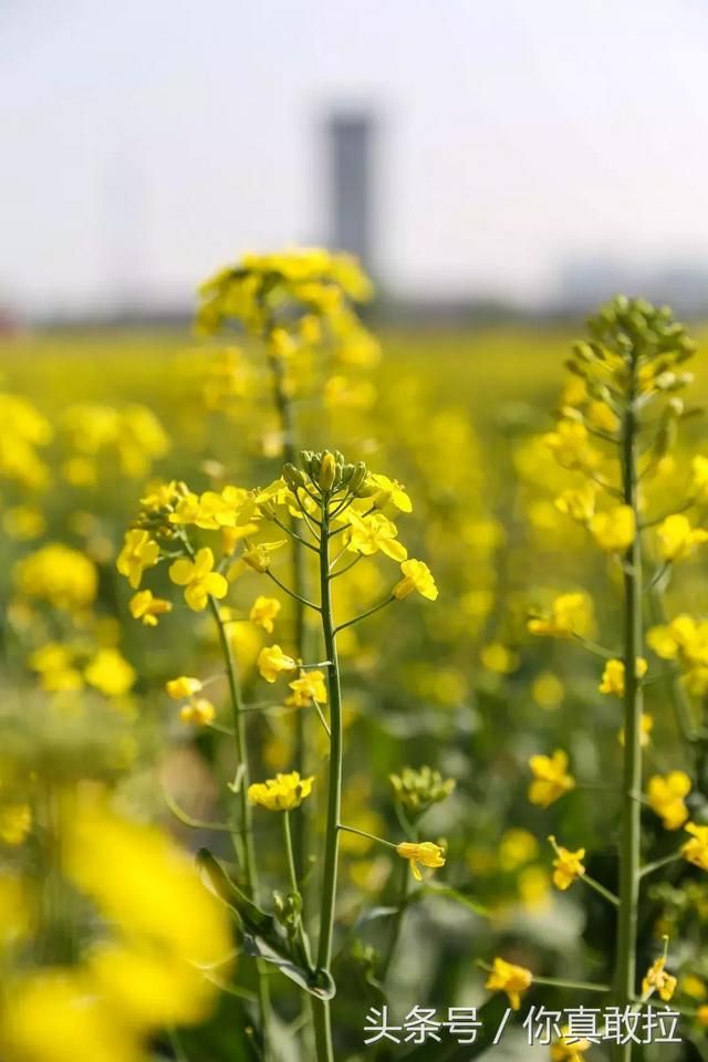 临沂油菜花基地在哪(临沂油菜花基地在哪里)