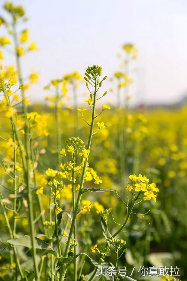 临沂油菜花基地在哪(临沂油菜花基地在哪里)