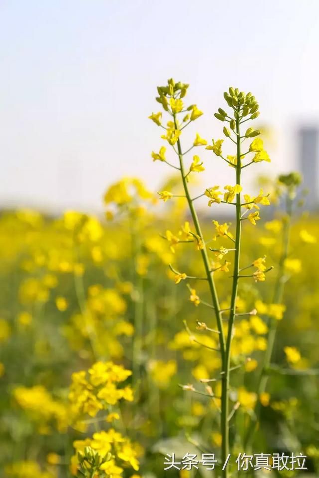 临沂油菜花基地在哪(临沂油菜花基地在哪里)