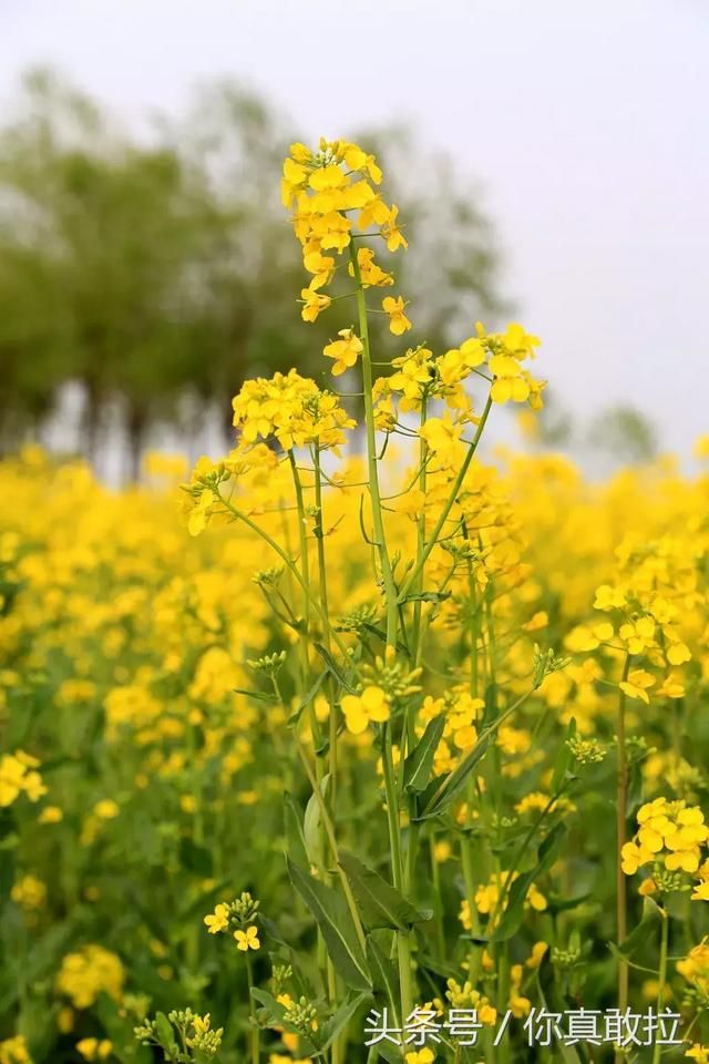 临沂油菜花基地在哪(临沂油菜花基地在哪里)