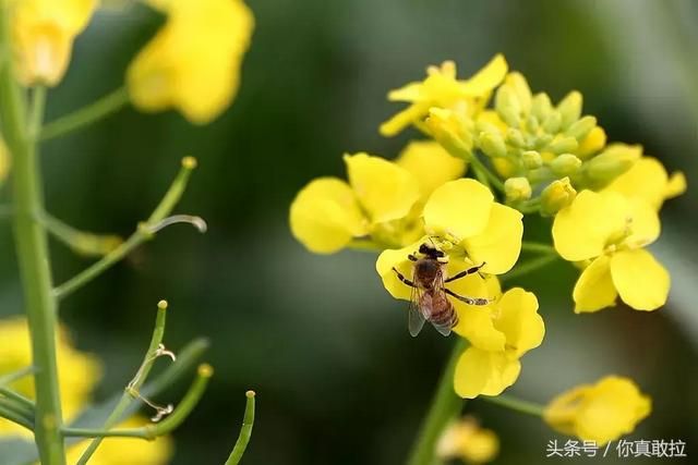 临沂油菜花基地在哪(临沂油菜花基地在哪里)