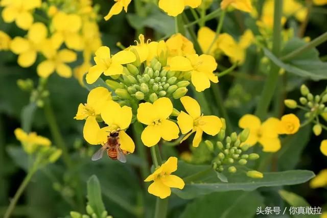 临沂油菜花基地在哪(临沂油菜花基地在哪里)