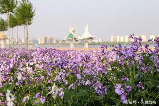 临沂油菜花基地在哪(临沂油菜花基地在哪里)