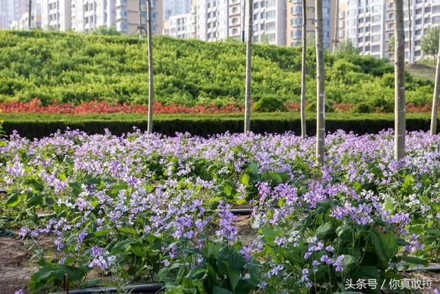 临沂油菜花基地在哪(临沂油菜花基地在哪里)