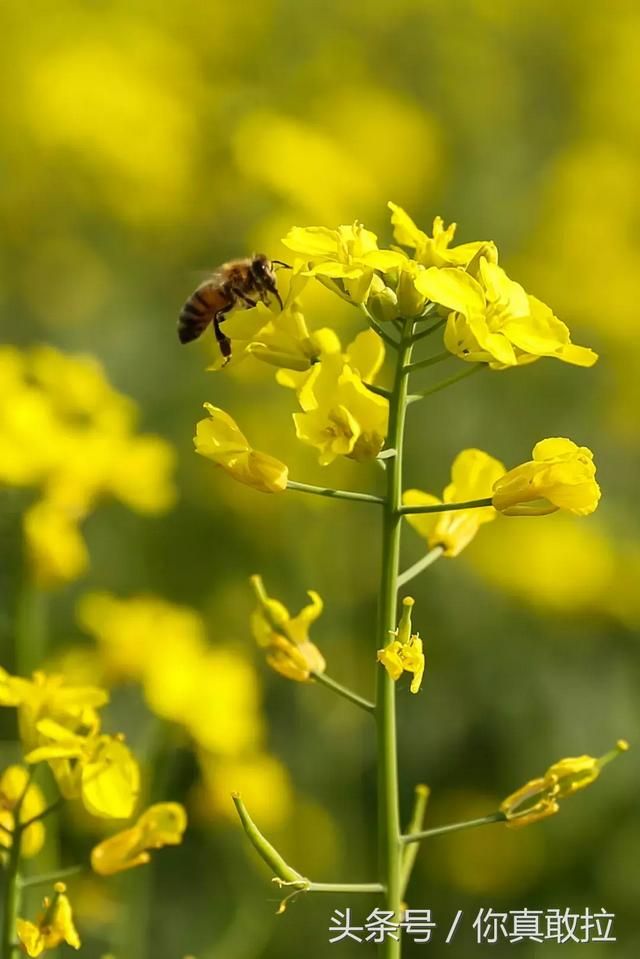 临沂油菜花基地在哪(临沂油菜花基地在哪里)