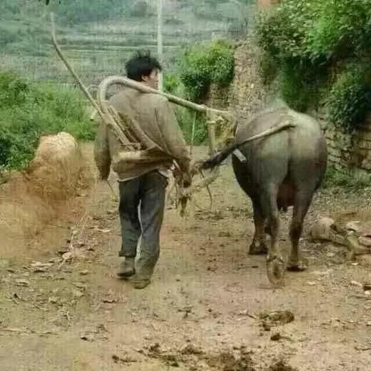 营业执照注销在哪里注销(营业执照注销在哪里查)