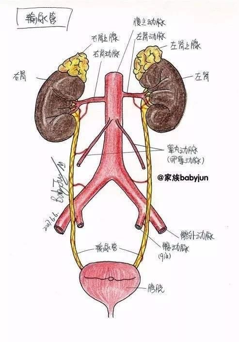 右肾在哪个位置图片(右肾在哪个位置示意图)