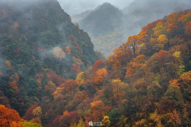 红地毯在哪(红地毯电影)