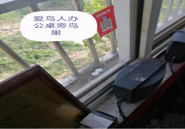 天热的斑鸠晚上在哪里(冬天斑鸠晚上在哪里过夜)