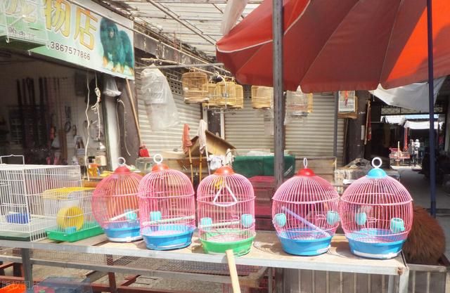 在哪里买鹦鹉(在哪里买二手房最划算)