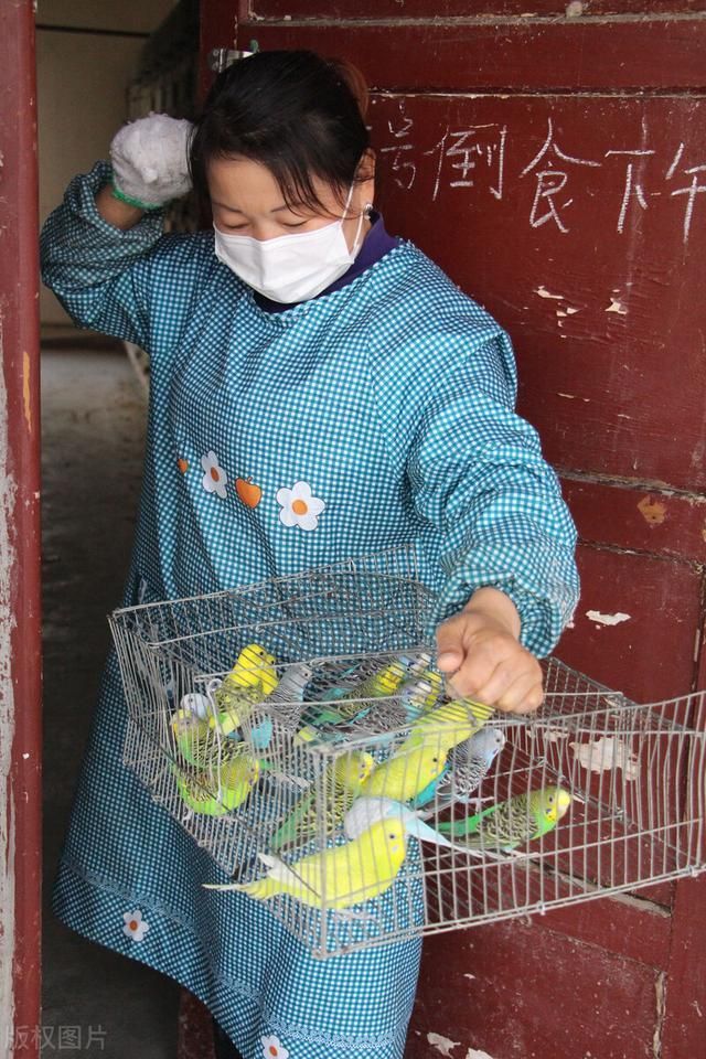 在哪里买鹦鹉(在哪里买二手房最划算)