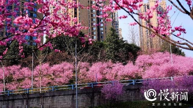 邀月阁在哪(邀月更无)