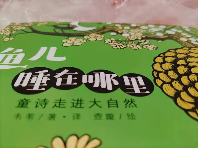 小鱼睡在哪里的简单介绍