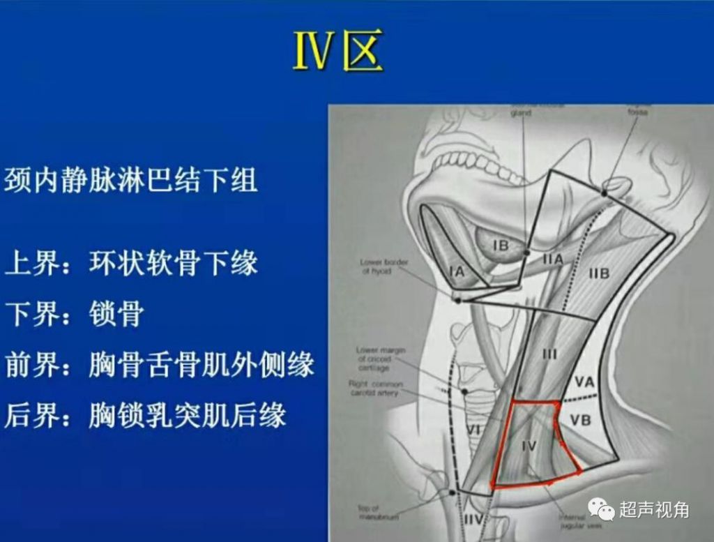 脖子上的大动脉在哪(脖子上的大动脉在哪图片)