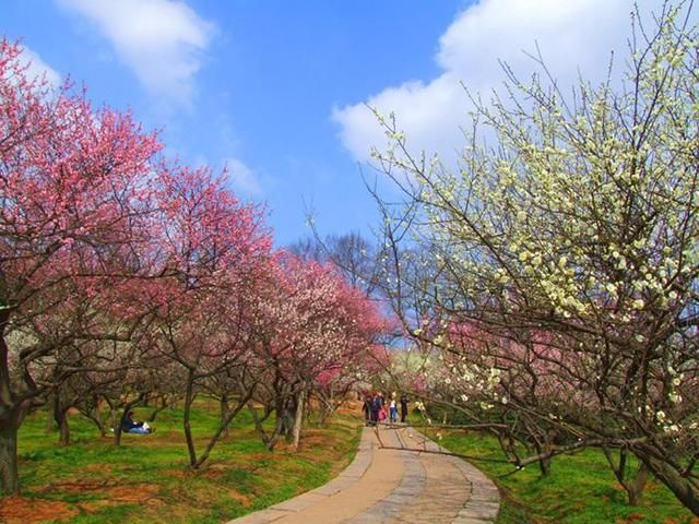 梅花山在哪里的简单介绍