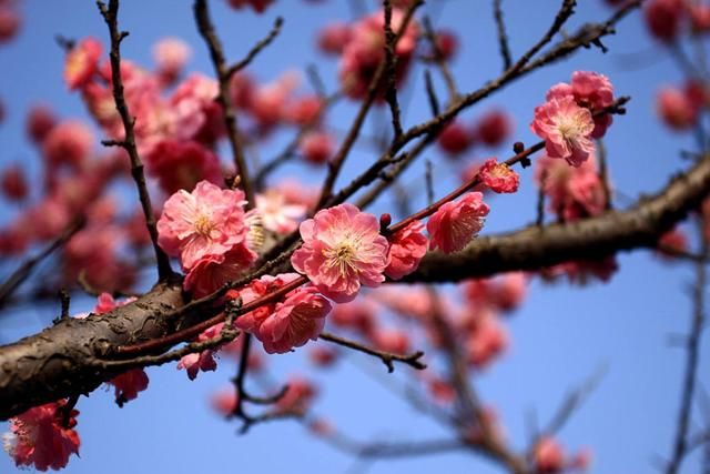 梅花山在哪里的简单介绍