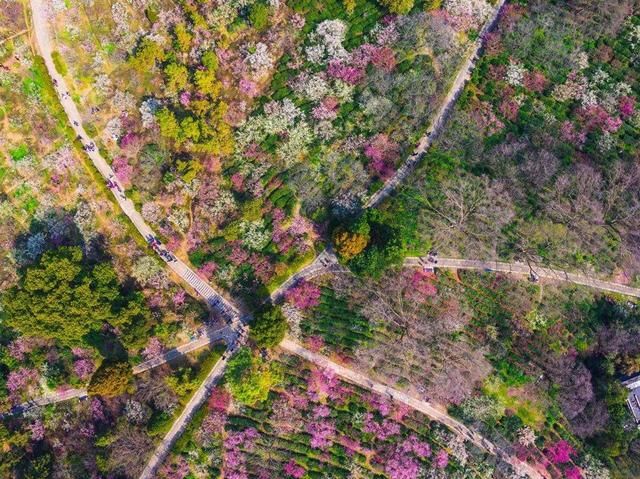 梅花山在哪里的简单介绍