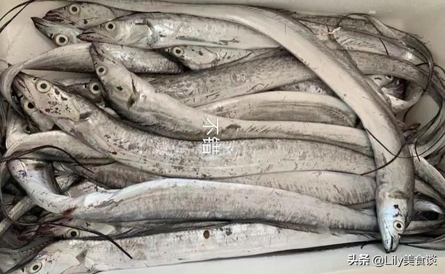 海鱼(海鱼儿电影院)