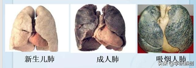 肺部在哪(肺部在哪个位置)