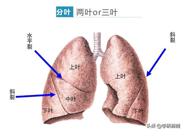 肺部在哪(肺部在哪个位置)