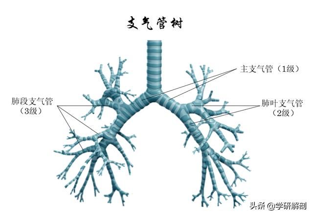 肺部在哪(肺部在哪个位置)