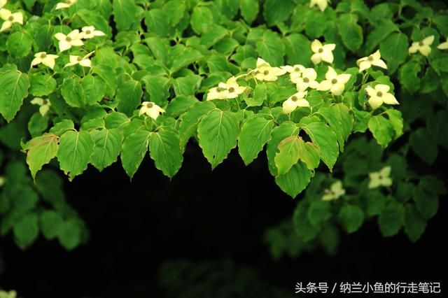 同心锁在哪里(岳麓山同心锁在哪里)