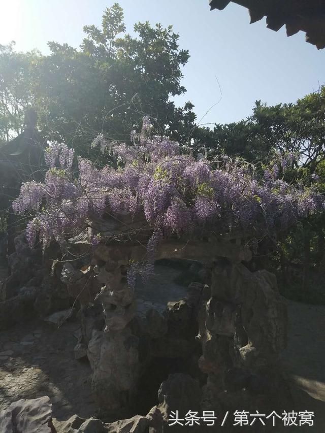 狗子庄在哪(多多和庄狗子)