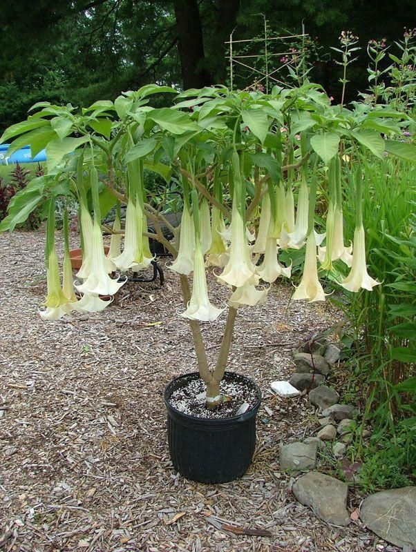 曼陀罗花生长在哪里(曼陀罗花生长在哪里有什么作用)