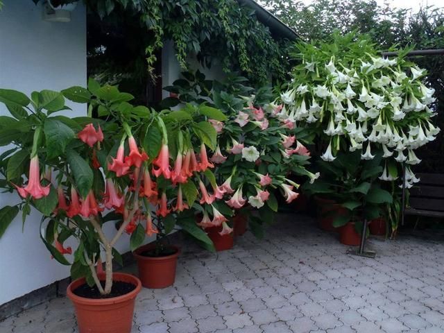 曼陀罗花生长在哪里(曼陀罗花生长在哪里有什么作用)