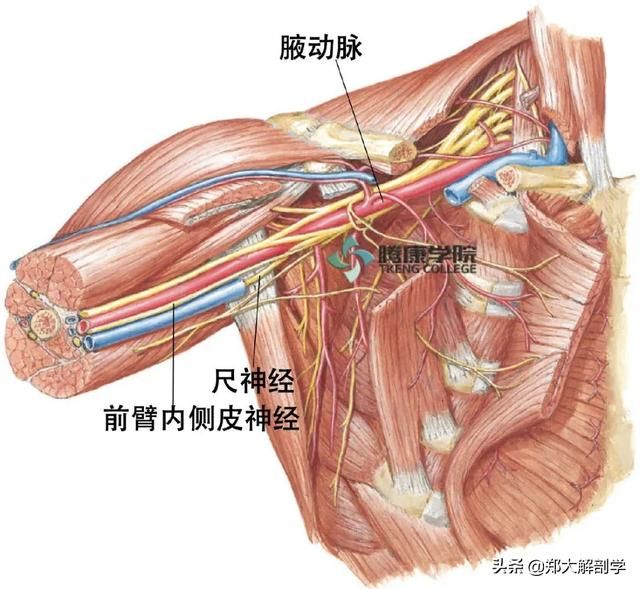 在哪背神经(在那北京的金山上简谱红月亮组合)
