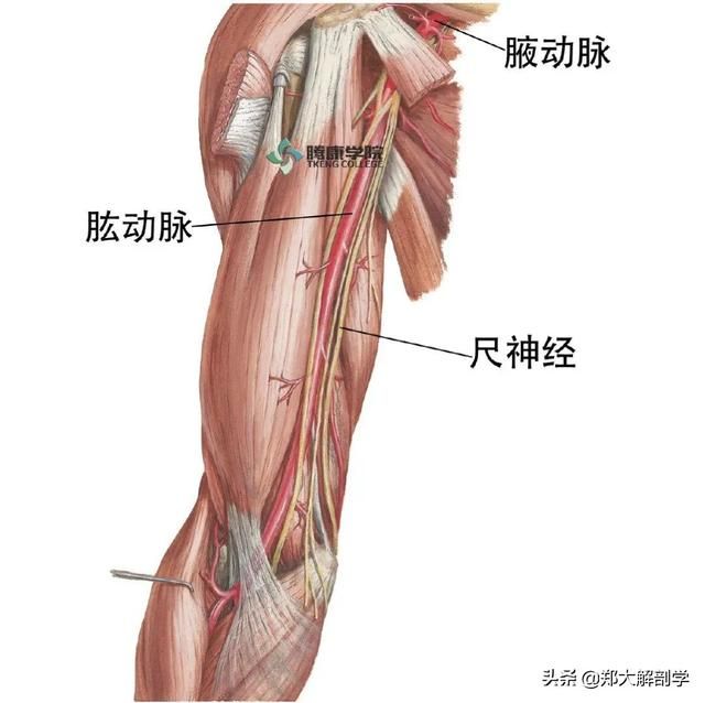 在哪背神经(在那北京的金山上简谱红月亮组合)