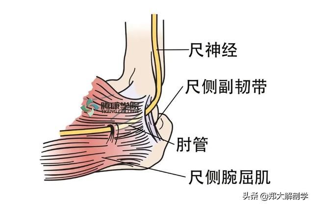 在哪背神经(在那北京的金山上简谱红月亮组合)
