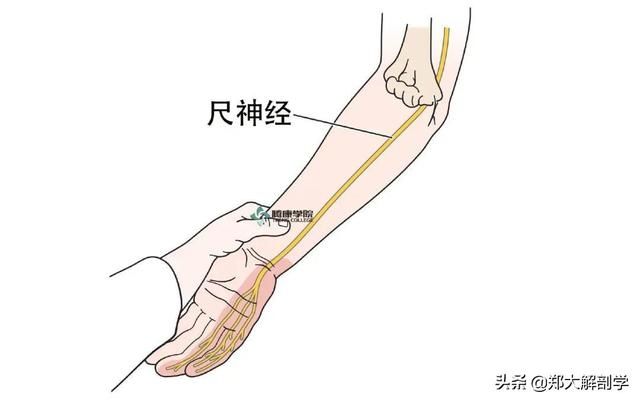在哪背神经(在那北京的金山上简谱红月亮组合)