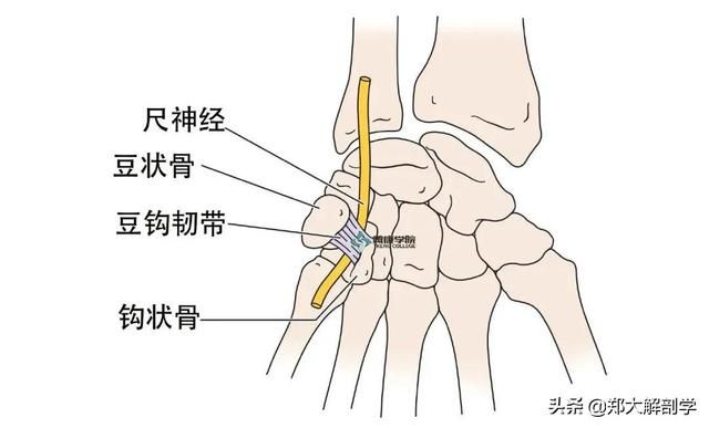 在哪背神经(在那北京的金山上简谱红月亮组合)