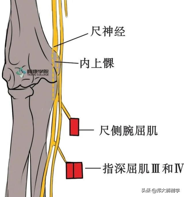 在哪背神经(在那北京的金山上简谱红月亮组合)