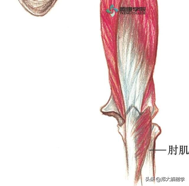 在哪背神经(在那北京的金山上简谱红月亮组合)