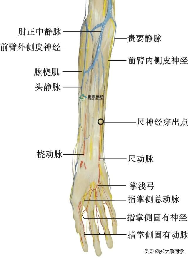 在哪背神经(在那北京的金山上简谱红月亮组合)