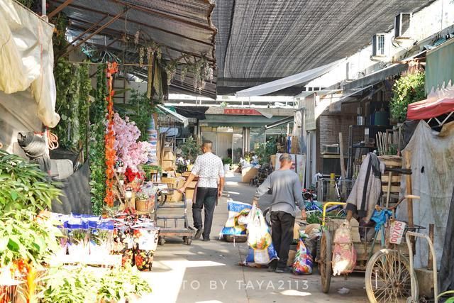 关于温州宠物市场在哪里的信息