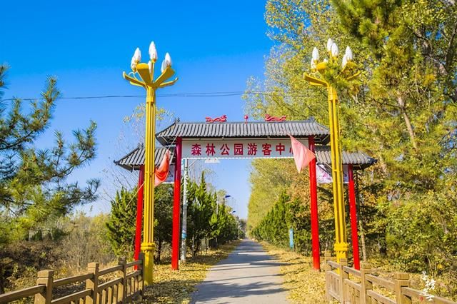 山东森林公园在哪(山东森林公园有哪些)