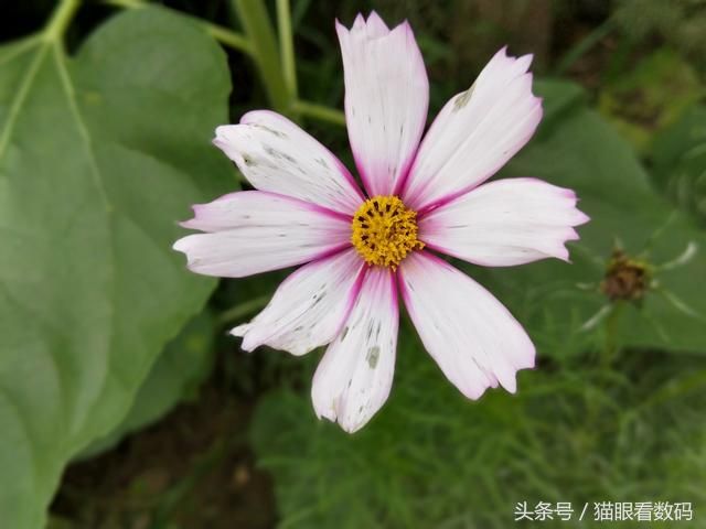 oppor11恢复出厂设置在哪里(Oppor11手机怎么恢复出厂设置)