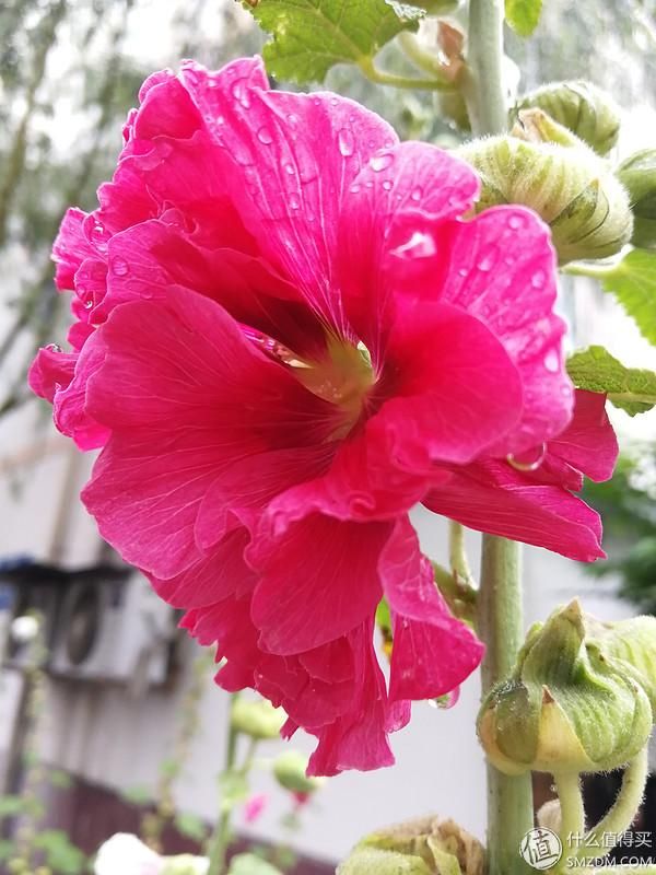 荣耀9说明书在哪(荣耀手环3说明书)