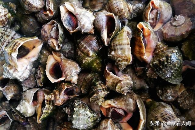牡蛎在哪买(木里在哪里)