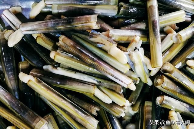 牡蛎在哪买(木里在哪里)