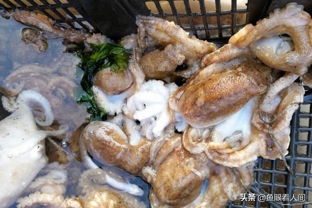 牡蛎在哪买(木里在哪里)
