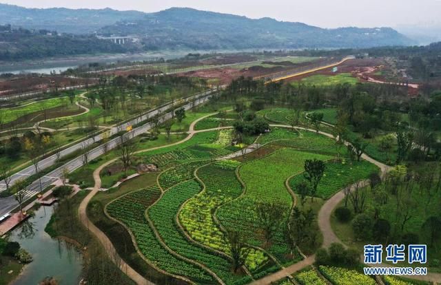 包含广阳岛油菜花在哪里的词条