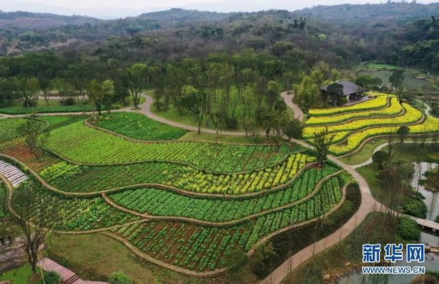 包含广阳岛油菜花在哪里的词条