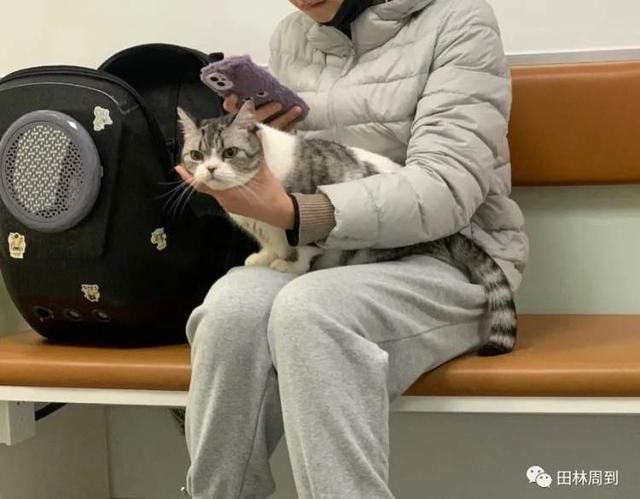 包含附近的宠物医院在哪里的词条